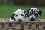 DALMATIEN 492